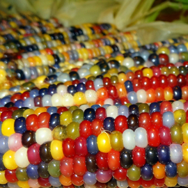 Семена кукурузы декоративной «Мозаика», ТМ OGOROD - 5 семян