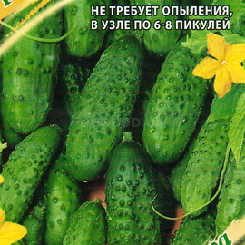 Семена огурца «Пыжик» F1, ТМ «ГАВРИШ» - 10 семян