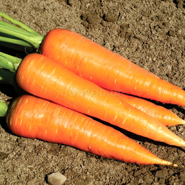 Семена моркови «Корал», ТМ OGOROD - 200 грамм