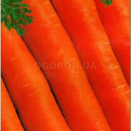 Семена моркови «Тушон», ТМ «Елітсортнасіння» - 2 грамма