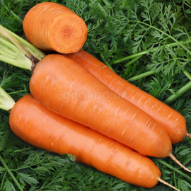 Семена моркови «Шантанэ королевская», ТМ OGOROD - 200 грамм