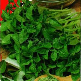 Семена базилика «Салатный лист», ТМ «Яскрава» - 0,2 грамма