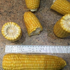 Семена кукурузы сахарной «Багратион» F1 («Чемпион» F1), ТМ «МНАГОР» - 100 семян