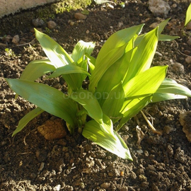Семена черемши / Allium ursinum, ТМ OGOROD - 300 семян