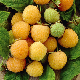 Семена малины желтой «Десертная», ТМ OGOROD - 20 семян