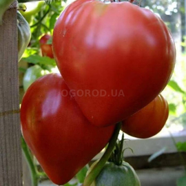 Семена томата «Бычье сердце красное», ТМ OGOROD - 20 семян