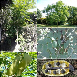 Семена кентуккийского кофейного дерева / Gymnocladus dioicus, ТМ OGOROD - 20 семечек