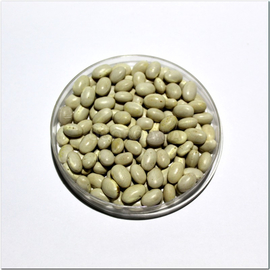 Семена фасоли «Нэви белая», ТМ OGOROD - 100 грамм